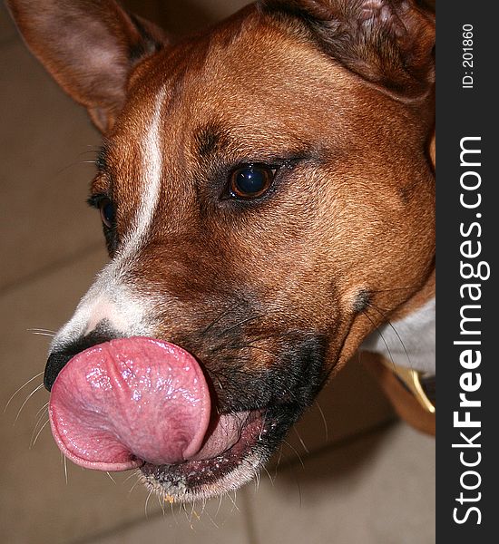 Close up of dog and his tongue. Close up of dog and his tongue