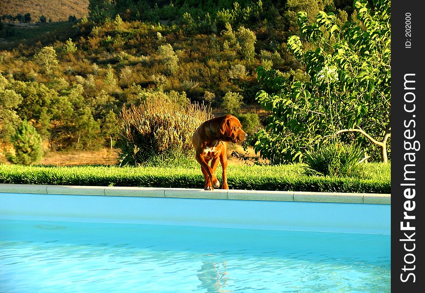 Dog by the pool. Dog by the pool