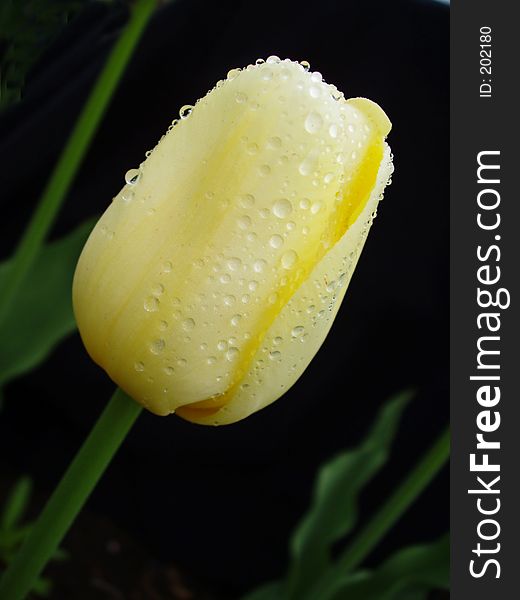 Yellow tulip