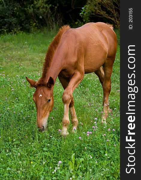 Little foal feeding on grass