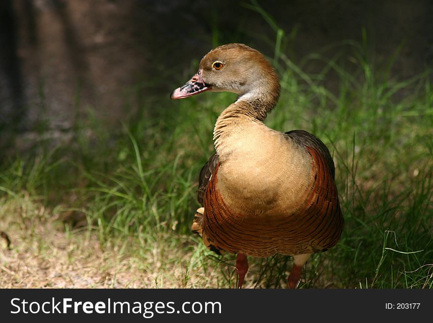 Brown Duck over grass
