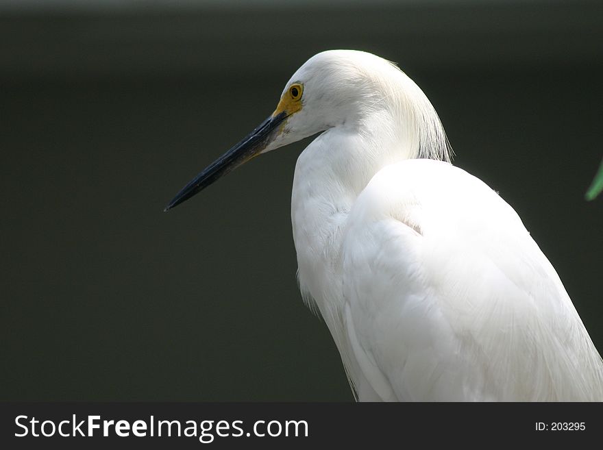 Concertrated White Bird