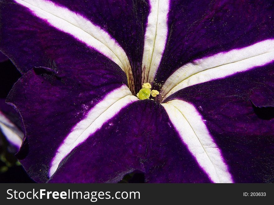 The center of a purple and white petunia creates a five pointed star, yellow pistil sit in the center. The center of a purple and white petunia creates a five pointed star, yellow pistil sit in the center.