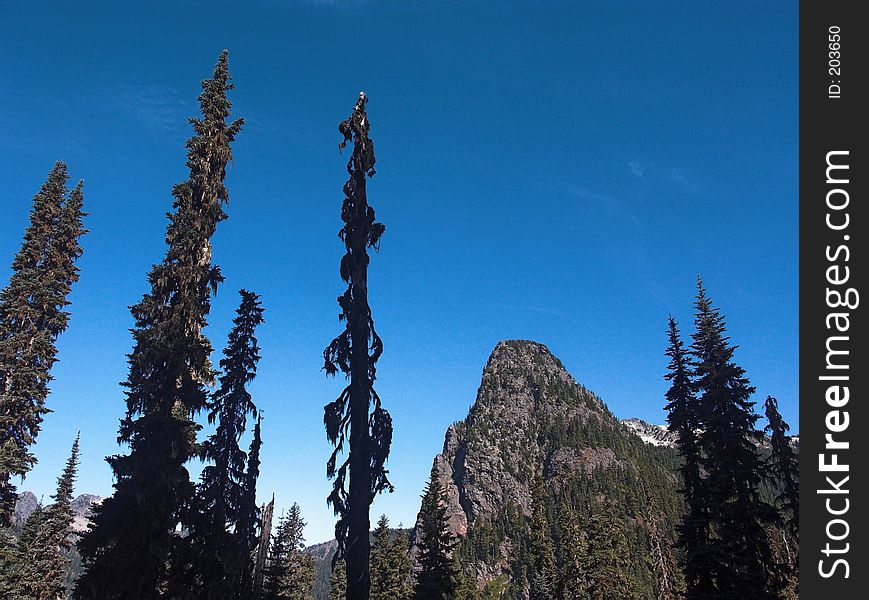 Guye Peak surrounded by some nearby trees as seen along the Pacific Crest Trail in the central Cascade Mountains, Washington State. Guye Peak surrounded by some nearby trees as seen along the Pacific Crest Trail in the central Cascade Mountains, Washington State.
