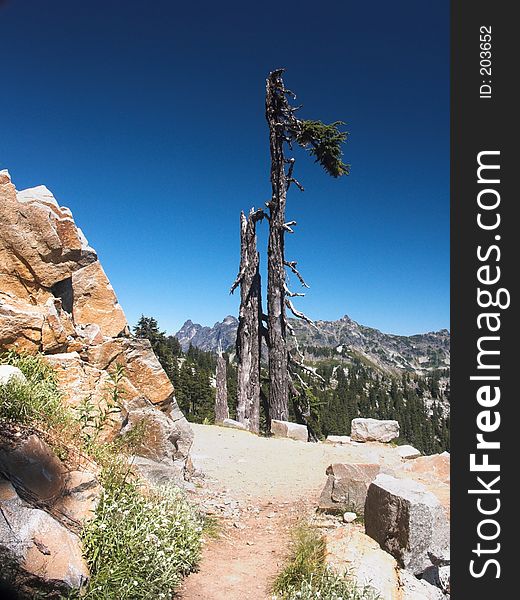 A snag against a clear blue sky as seen at the start of the Kendall Katwalk along the Pacific Crest Trail in the central Cascade Mountains, Washington. A snag against a clear blue sky as seen at the start of the Kendall Katwalk along the Pacific Crest Trail in the central Cascade Mountains, Washington.