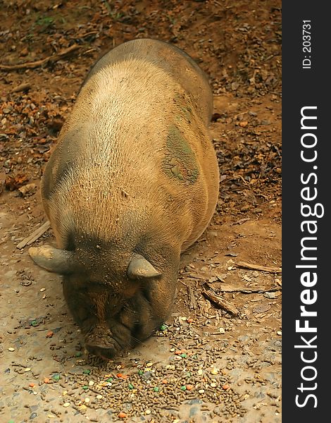 A pot bellied pig eating in the woods.