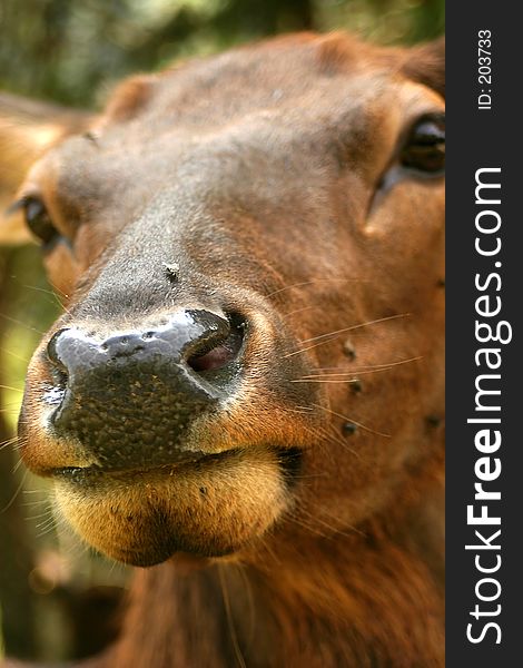 A close-up of a deer. A close-up of a deer.