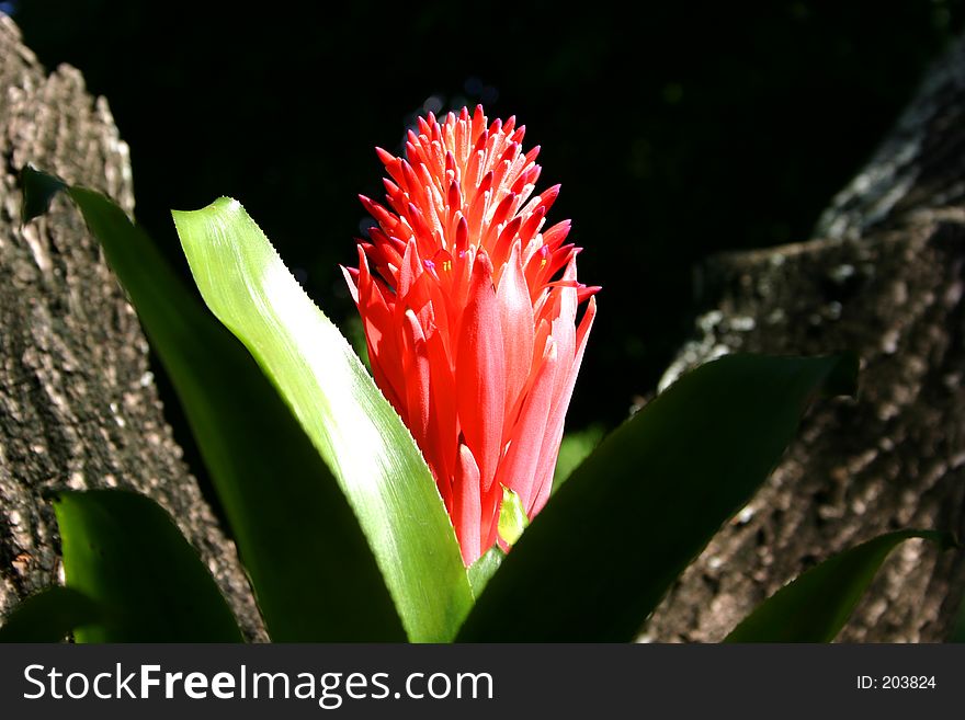 Bright red bromiliad,just before opening, between two tree trunks in bright sunshine and blackground. Bright red bromiliad,just before opening, between two tree trunks in bright sunshine and blackground