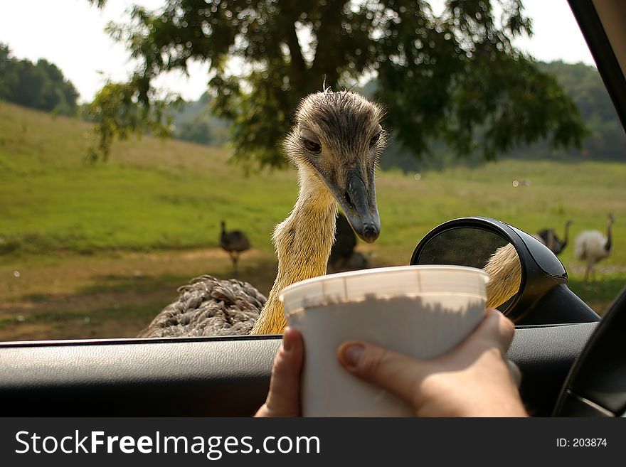 An emu/ostrich being fed from a bucket. An emu/ostrich being fed from a bucket.