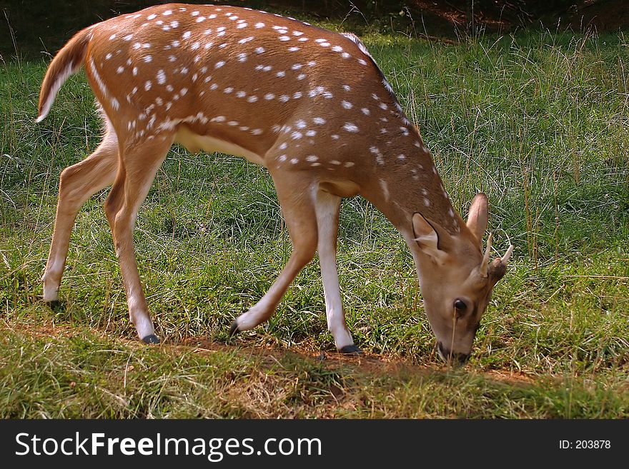 A fawn eating grass