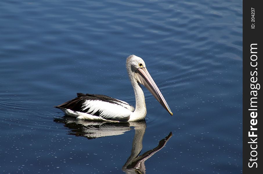 Gliding Pelican