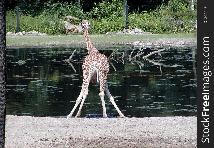 A baby-giraffe getting ready to drink. Legs spread apart. A baby-giraffe getting ready to drink. Legs spread apart.