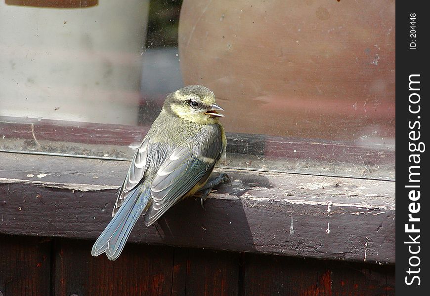 A great tit peacefully sitting and looking back.