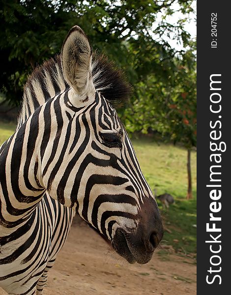 A zebra profile. A zebra profile