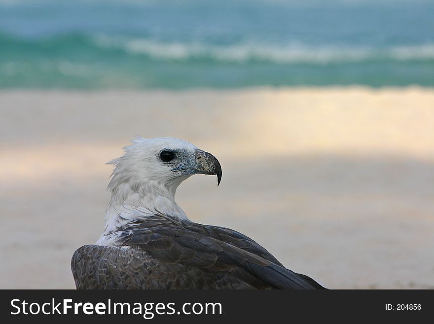 A portrait of an eagle at the beach. A portrait of an eagle at the beach