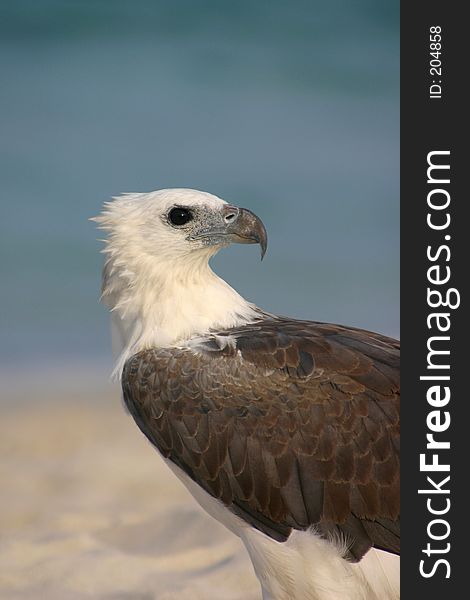 A portrait of an eagle by the sea