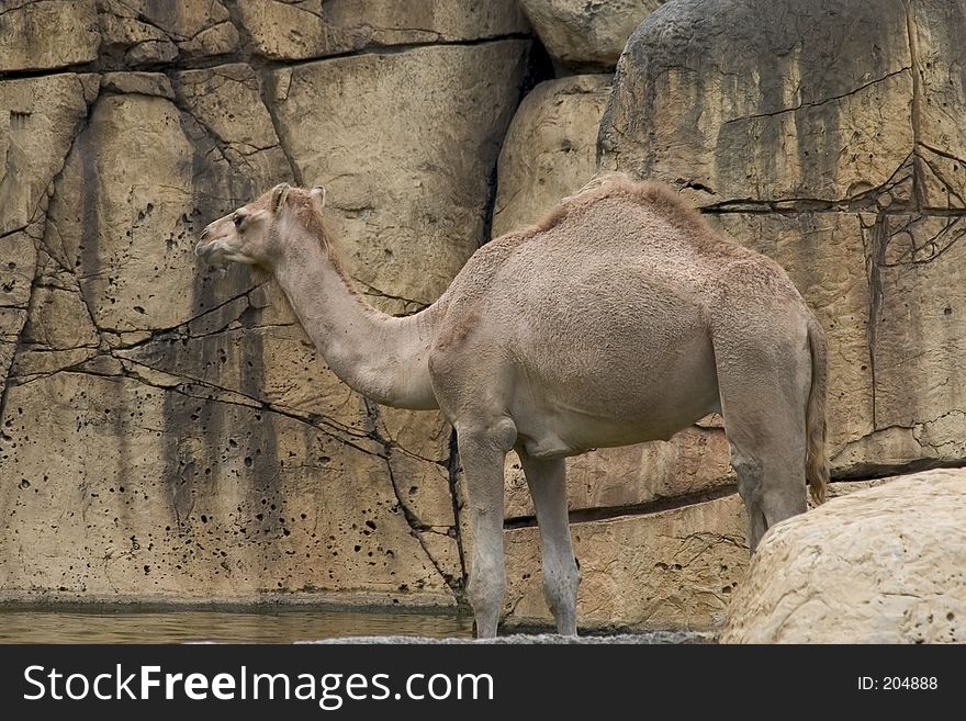 Camel in front of a rock wall