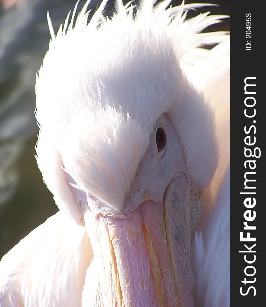 Close up shot of a pelican I took in London. Close up shot of a pelican I took in London