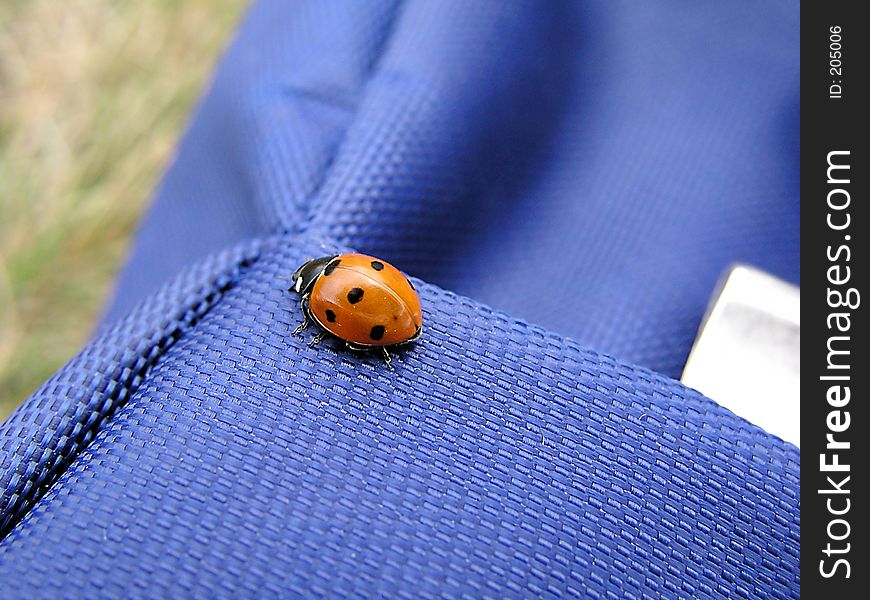 Ladybird 1