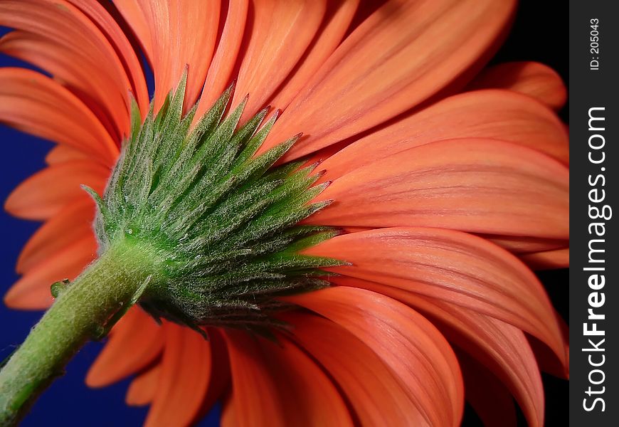 Closeup of gerber daisy stem