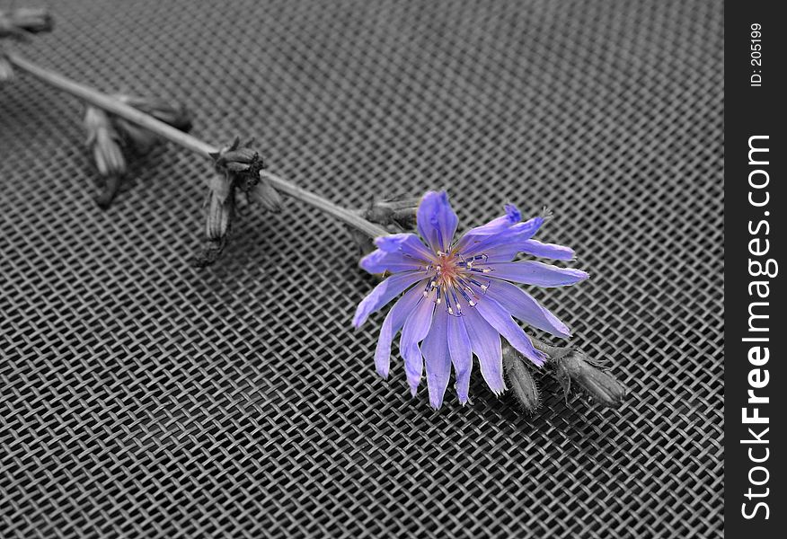 Selective Color Chicory