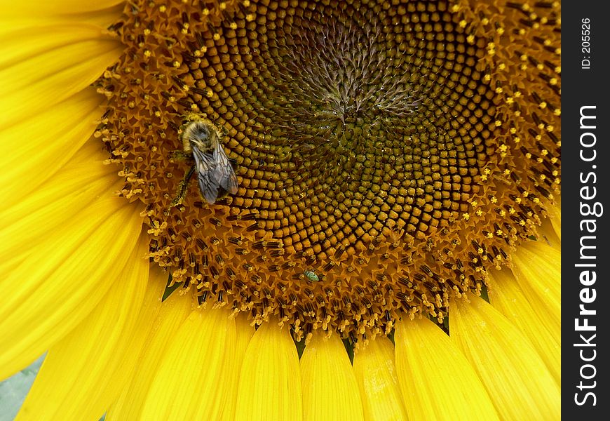 Sunflower And Bee 1
