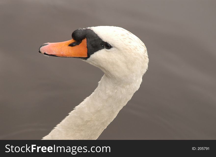 A Swan enjoying a relaxing swim. A Swan enjoying a relaxing swim