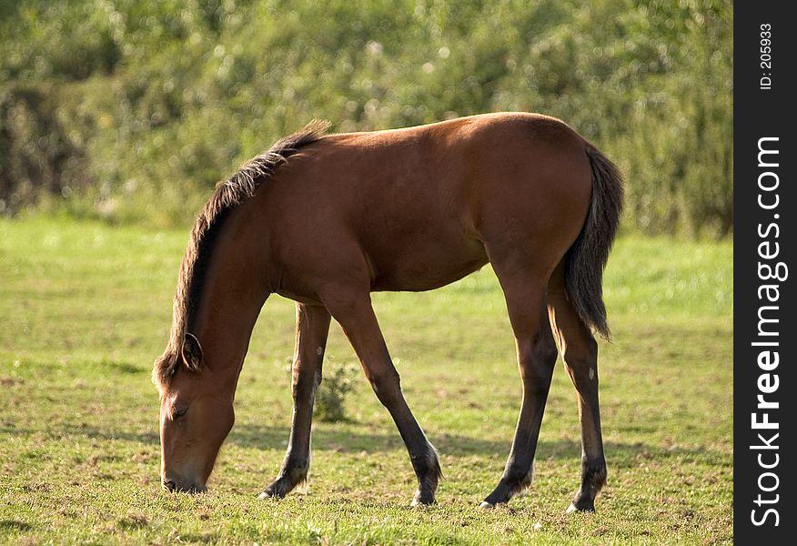 Young foal grazing in a field