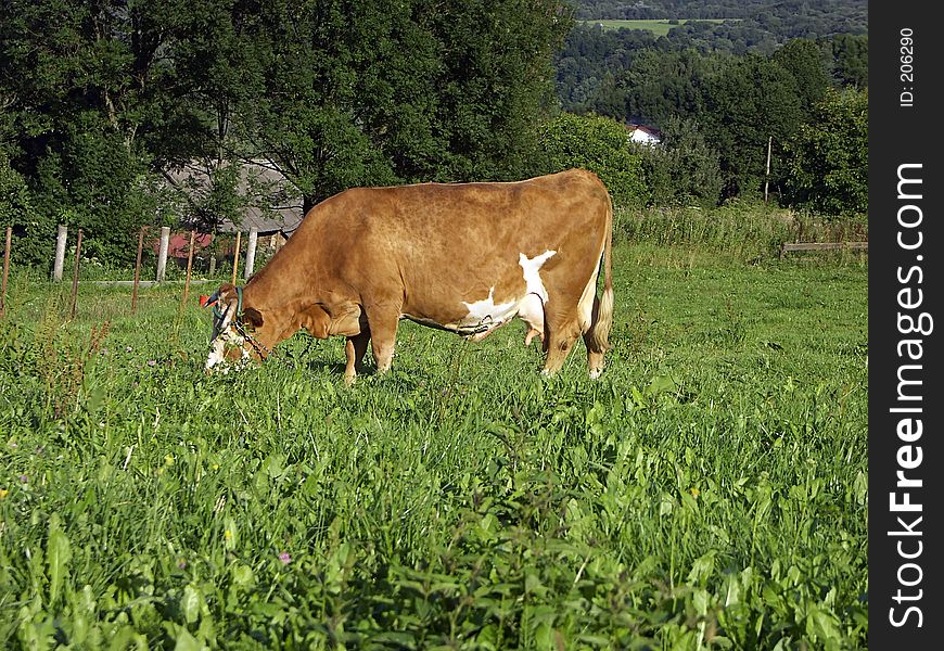 Cow on pasture