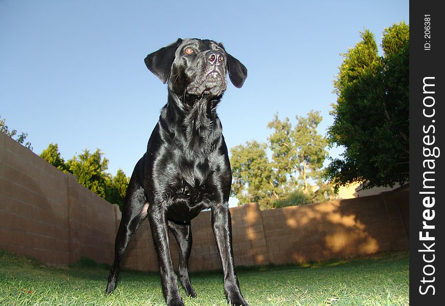 Lab dog. Lab dog