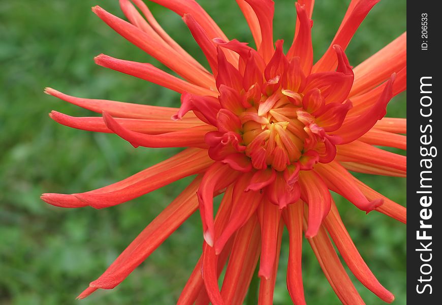 Blooming red dahlia on green background