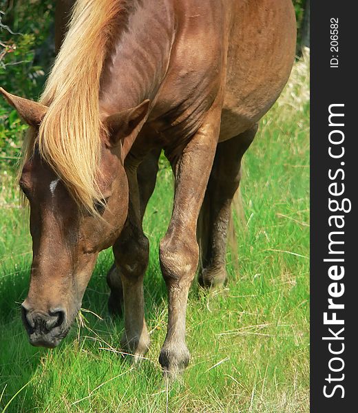 Wild pony grazing, closeup of face