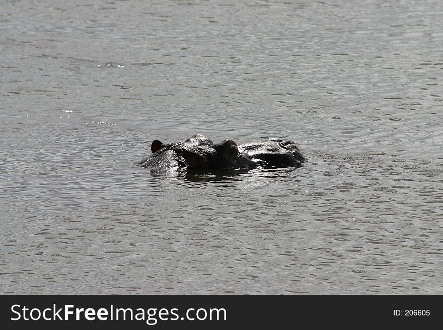 Photo of Hippopotamus taken in the Kruger National Park in South Africa