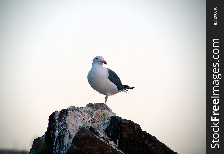 A gull in the stone