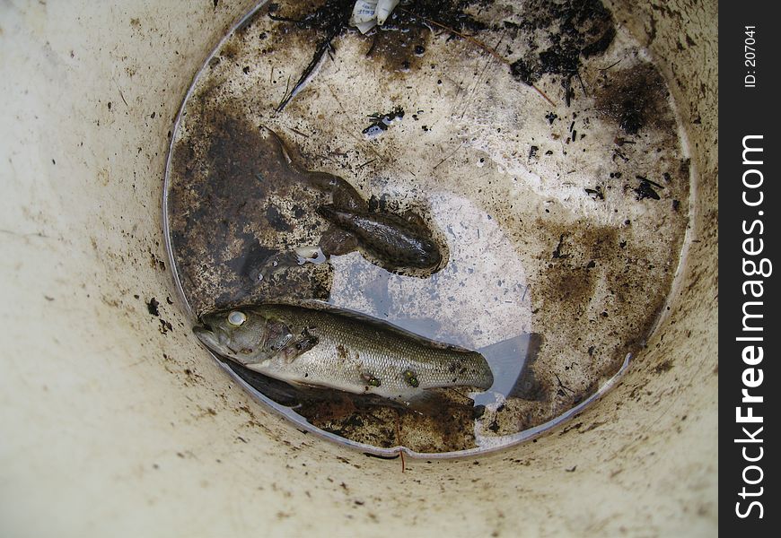 Dead frog and Fish in barrel