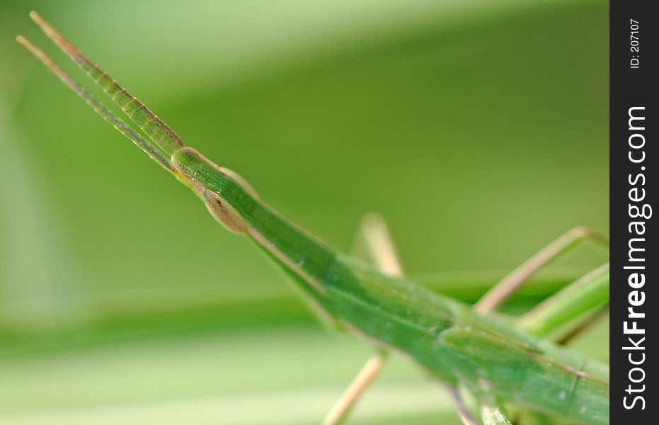 Macro study on head of green grasshopper Contact: