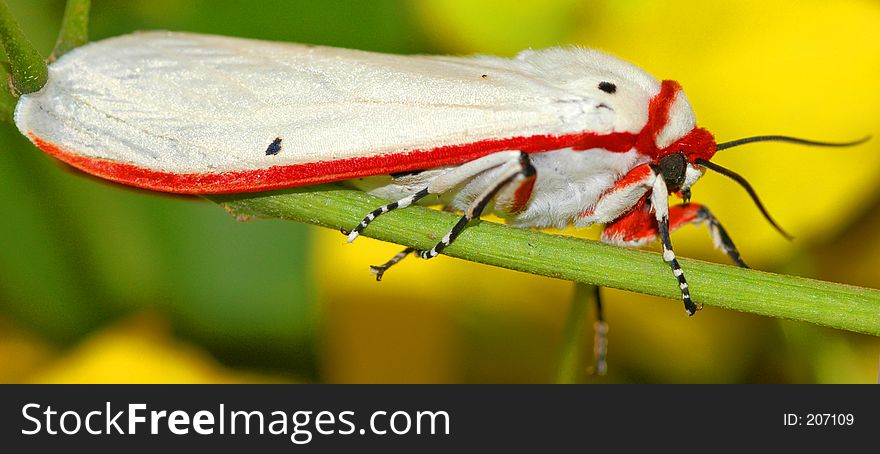 White and red moth on branch Contact: