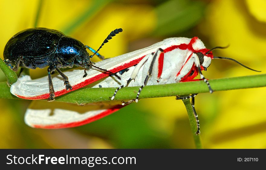 White and red moth with blue beetle on branch Contact:. White and red moth with blue beetle on branch Contact: