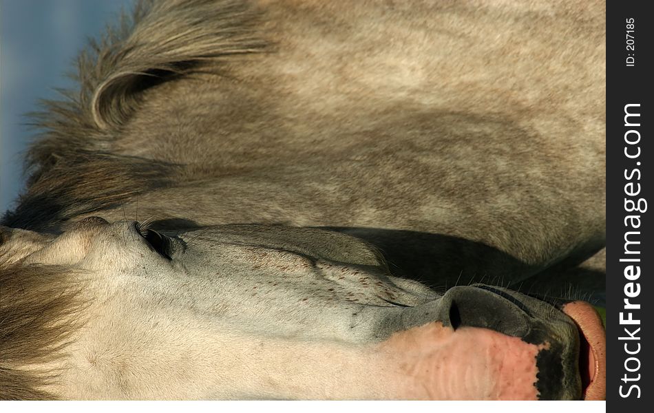 Horse (Closeup)