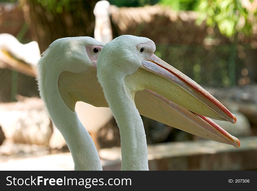 Two pelican heads