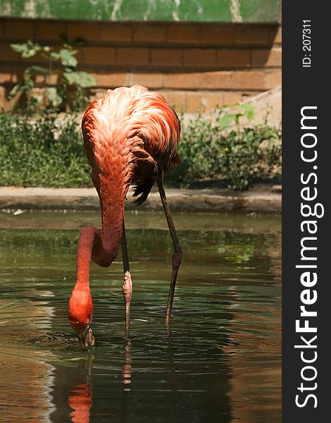 Pink flamingo in a pond