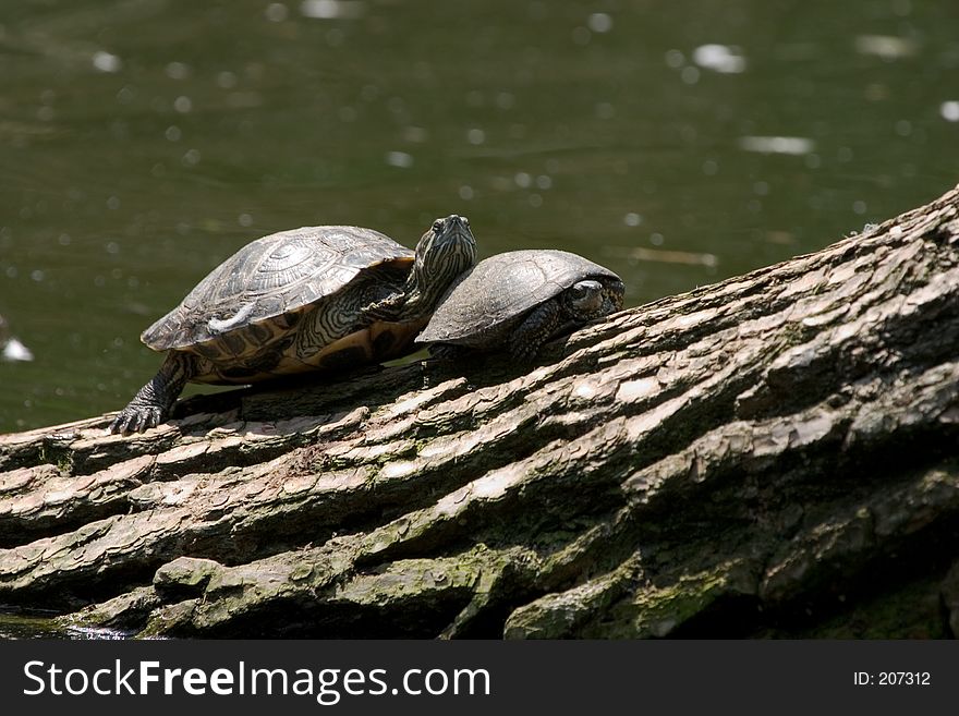 Two turtles on a log