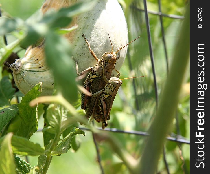 Close-up of mating grasshoppers. Shot with a Canon20D.