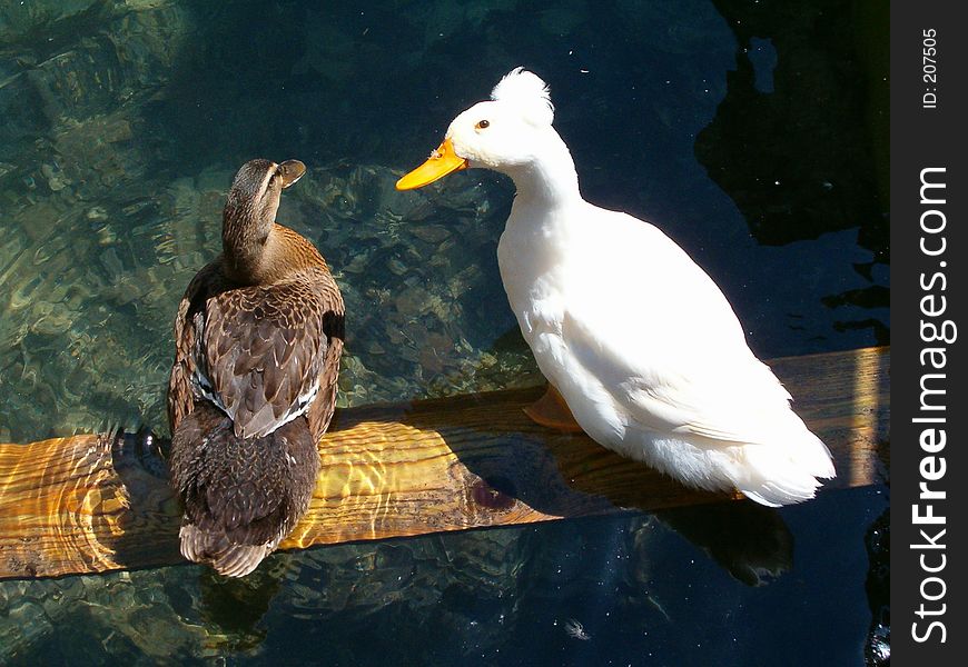 2 Ducks