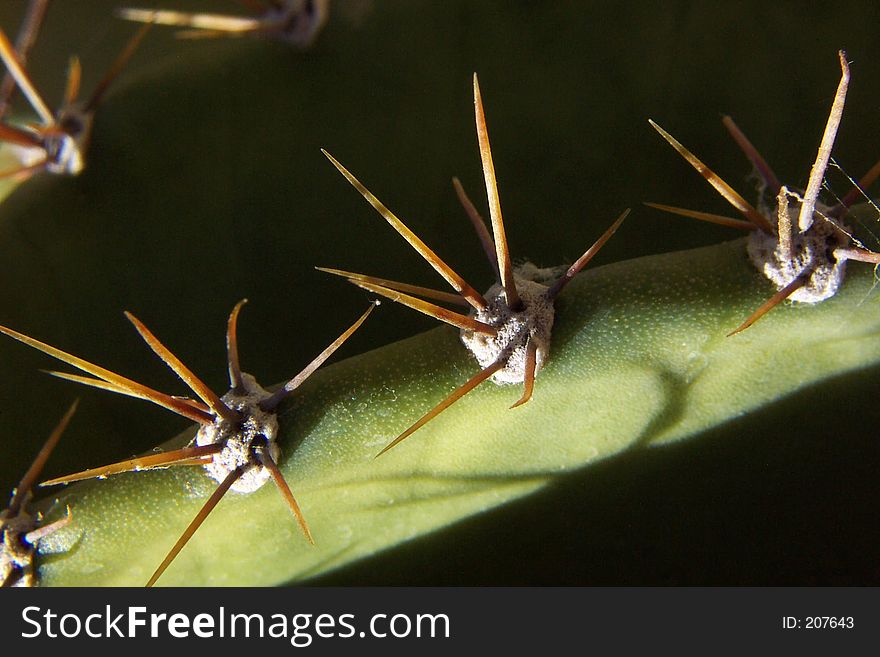 Spikes, or thorns, on the edge of a cactus plant protrude menacingly. Spikes, or thorns, on the edge of a cactus plant protrude menacingly.