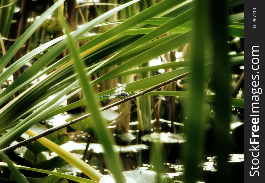 Shot of a dragonfly