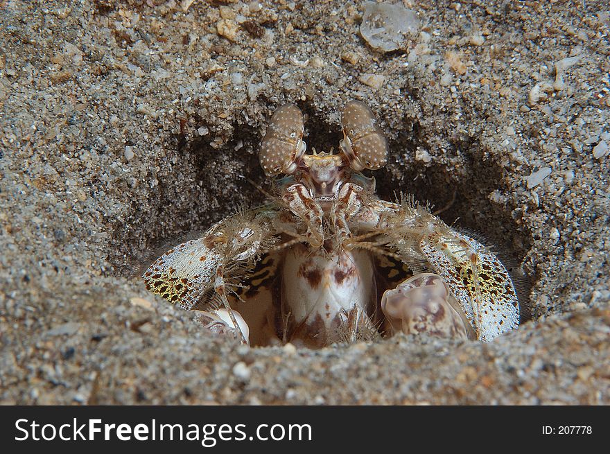 Mantis shrimp in hole in St. Vincent, BWI