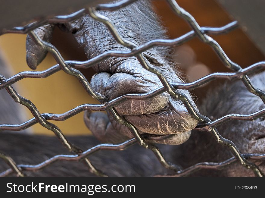 Ape's hand behind a cage