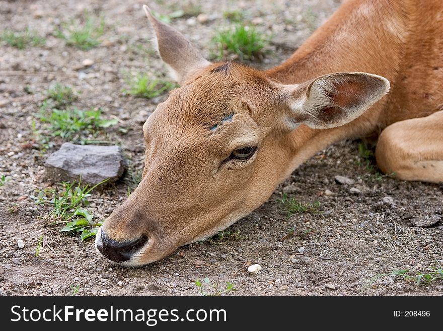 A deer lying on the ground