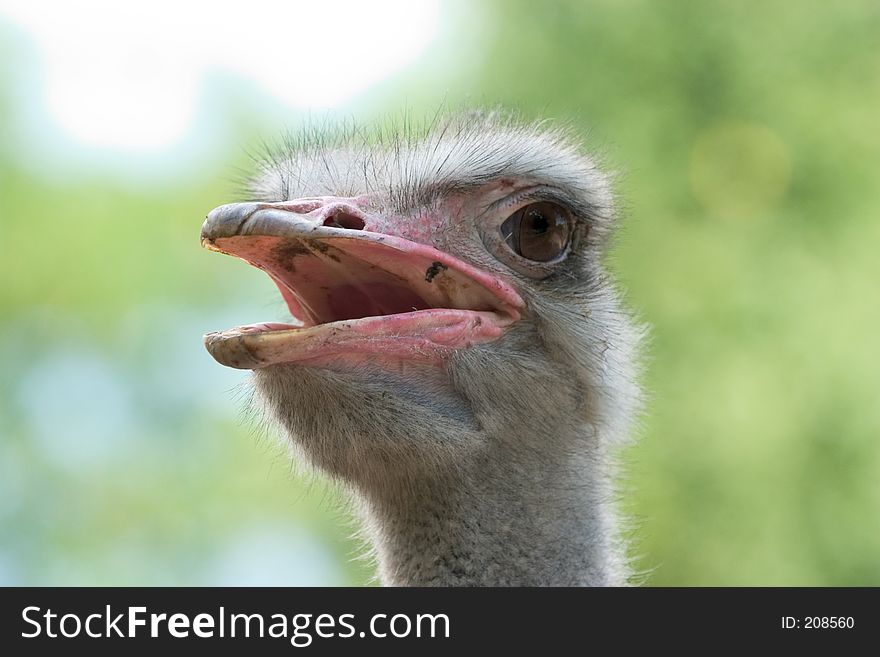 Close-up of an ostrich head